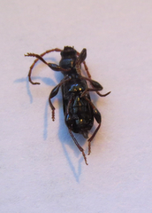 Phymatodes nitidus
