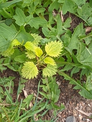 Urtica dioica