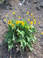 Balsamorhiza