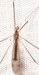 Dicranomyia liberta