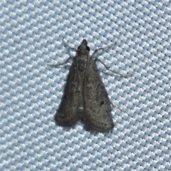 Cacotherapia unipuncta