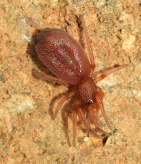 Prodidomus amaranthinus