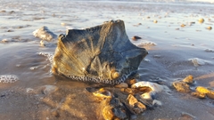 Sinistrofulgur sinistrum