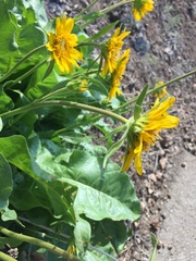 Balsamorhiza