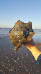 Sinistrofulgur sinistrum