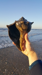 Sinistrofulgur sinistrum