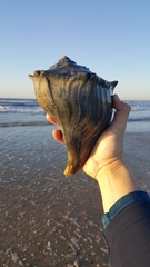 Sinistrofulgur sinistrum