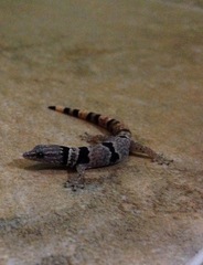Sphaerodactylus
