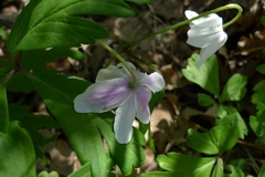 Anemonoides nemorosa