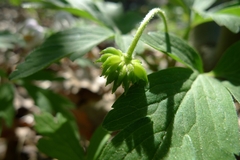 Anemonoides nemorosa