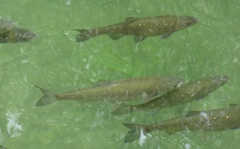 Squalius cephalus