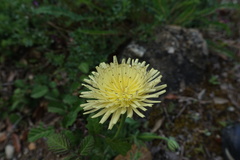 Urospermum