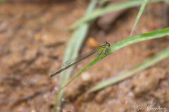Ischnura asiatica