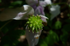 Anemonoides nemorosa