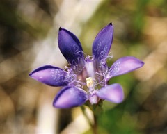 Gentiana setigera