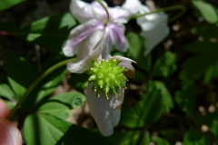 Anemonoides nemorosa