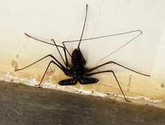 Acanthophrynus coronatus