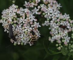 Stenocorus meridianus