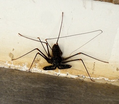 Acanthophrynus coronatus