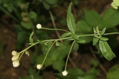 Isocarpha oppositifolia