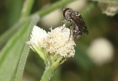 Isocarpha oppositifolia