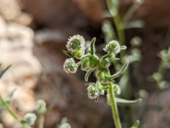 Cryptantha gracilis