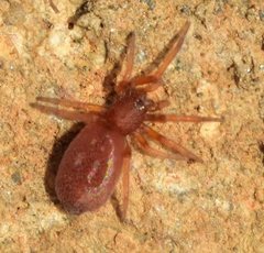 Prodidomus amaranthinus