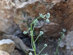 Cryptantha gracilis