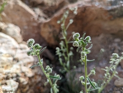 Cryptantha gracilis