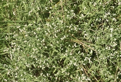 Isocarpha oppositifolia