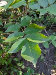 Lannea schweinfurthii