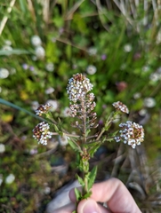 Lepidium heterophyllum