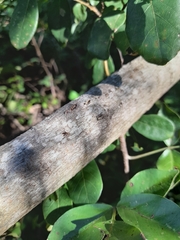 Lannea schweinfurthii