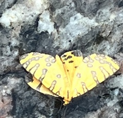 Veniliodes pantheraria