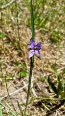 Sisyrinchium montanum