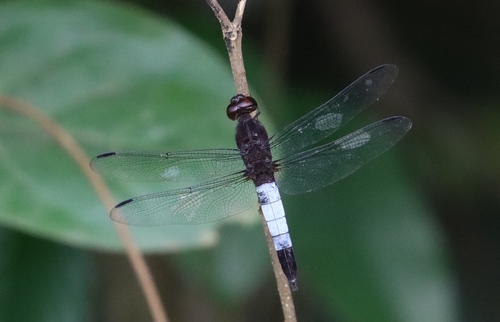 Robust Jungle-skimmer