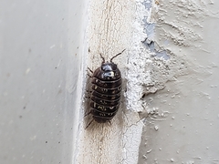 Armadillidium vulgare