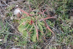 Ferocactus latispinus