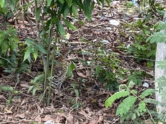Tigrisoma