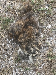 Sylvilagus palustris