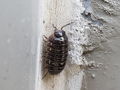 Armadillidium vulgare