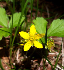 Waldsteinia fragarioides
