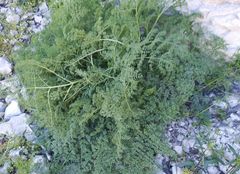 Prangos odontalgica