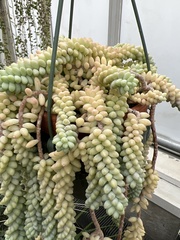 Sedum burrito