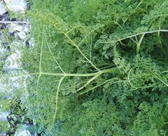 Prangos odontalgica