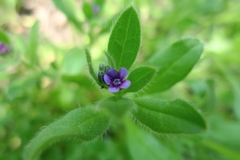 Asperugo procumbens