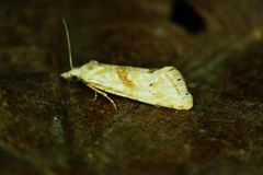 Cochylimorpha straminea