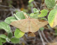 Rhodostrophia cretacaria