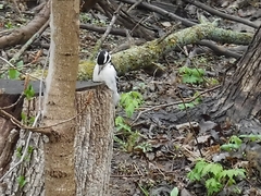 Dryobates villosus villosus