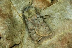 Agrotis cinerea